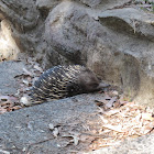 Short-beaked echidna