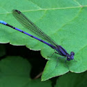 Violet Dancer damselfly (male)