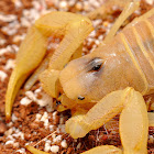 Desert Hairy Scorpion