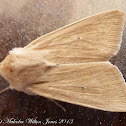 Moth