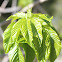 California Buckeye