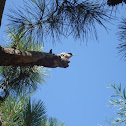 Azure-winged Magpie