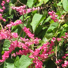 Mexican Creeper or Coral Vine