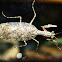 Grizzled Mantid
