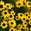 Black-eyed Susan