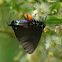 Great Purple Hairstreak