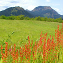 Sheep Sorrel