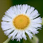 Philadelphia fleabane
