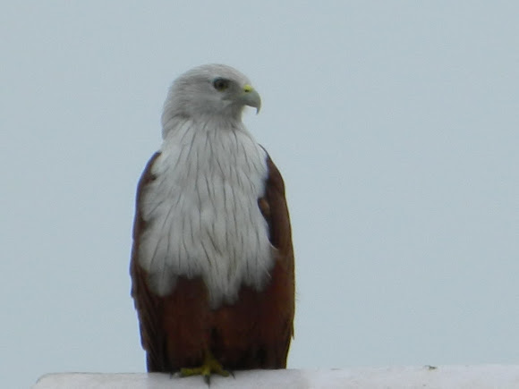 Spotting Image 1