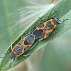 Small milkweed bugs (mating)