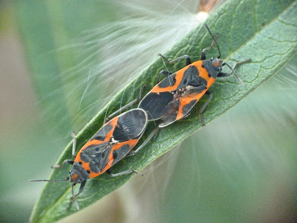 Spotting Image 1