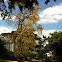 Guayacan amarillo