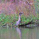 Green Heron