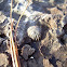 Brachiopod mold fossil