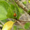 Sea Grape