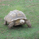 Galapagos Giant Tortoise