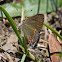 Red-banded Hairstreak