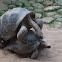 Aldabra giant tortoise