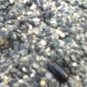 Roly Polie
