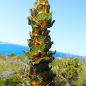 Royal Hakea