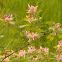 Tatarian honeysuckle