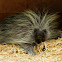 Porcupine