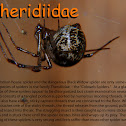 House spider