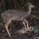 White-tailed deer, recovery from broken leg