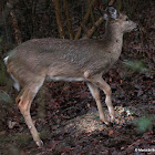 White-tailed deer, recovery from broken leg