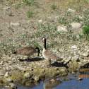 Canada Geese