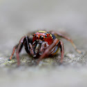 spider