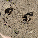 Dingo Footprints