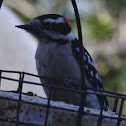 Downy Woodpecker