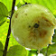 fruit bat sign