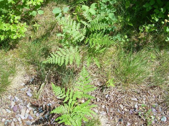 Spotting Image 1