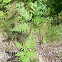 Bracken fern