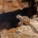 Ardilla moruna (Barbary ground squirrel)