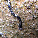 Unknown Thai Hammerhead Flatworm