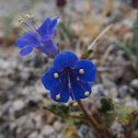 Canterberry bells