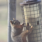 squirrel