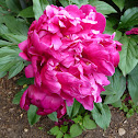 peony 'Hoosierland'