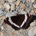 White Admiral