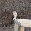 Sharp-shinned Hawk