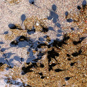 Girinos