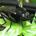 Mydas fly