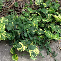 Pothos vine