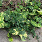 Pothos vine
