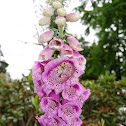 Foxglove