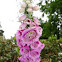 Foxglove