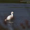 Snowy Egret
